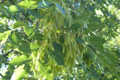 Die Früchte der Manna-Esche besitzen einseitige Flughilfen.
