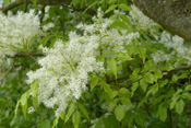 Blühende Manna-Eschen am Stadthallenparkplatz in Friedberg.