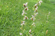 Die Bienen-Ragwurz ist auch in der Wetterau sehr selten.