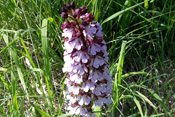 Orchideen der Wetterau