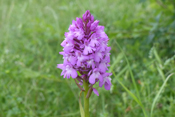 In der westlichen Wetterau hat die Spitzorchis einen geeigneten Lebensraum gefunden.