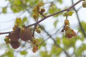 Blüten und Laub der Platanen werden gleichzeitig ausgetrieben.