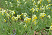 Echte Schlüsselblumen unterscheiden sich von ihren größeren Verwandten, Den Waldschlüsselblumen.