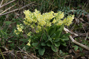 Schon im zeitigen Frühjahr blüht die Waldschlüsselblume.