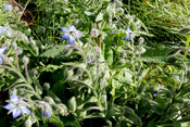 Borretsch ist ein Gartenflüchtling in der Wetterau.