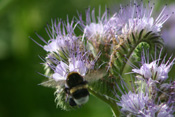 Büschelblumen sind eine artenreiche Pflanzengattung die in der Landwirtschaft zahlreiche Verwendung findet.