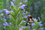 Natternkopf ist ein guter Necktarlieferant und bei Insekten entsprechend beliebt.