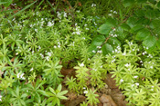 Waldmeister ist eine alte Heil- und Gewürzpflanze.