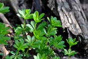 Für das starke Aroma des Waldmeisters ist Cumarin verantwortlich.