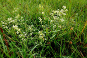 Weißes Wiesenlabkraut wächst in den Auen der Wetterau.