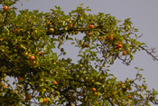Streuobstwiesen mit zahlreichen Apfelbäumen gehören zum Erscheinungsbild der Wetterau.