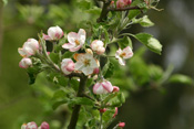 Frosteinbrüche zur Apfelblüte können den kompletten Ernteausfall eines Jahres verursachen.
