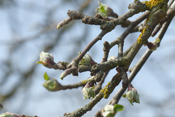 Im zeitigen Frühjahr zeigen sich die Knospen der Apfelbäume.