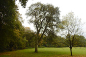Der Birnbaum ist ein weiterer Baum der verbreiteten Streuobstbestände in der Wetterau.