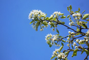 Schon zur Römerzeit kamen die Bilnbäume in die Wetterau.