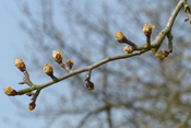 Der Birnenknospenstecher ist ein Schädling, der die Knospen der Birnbäume befällt und dadurch zerstört.