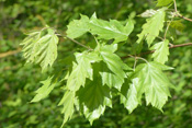 Die Unterseite der Elsbeer-Blätter ist blaugrün.