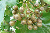 Die rotbraunen Beeren der Elsbeere reifen in den Monaten Juli bis September.