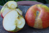 Frostnasen an Äpfeln sehen unschön aus, beeinträchtigen die Verwendbarkeit des Obstes jedoch nicht.