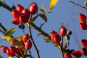 Die Hundsrose wird in der Wetterau auch Heckenrose genant.