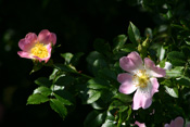 Rosengewächse der Wetterau