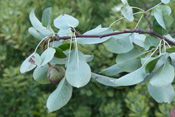 Steinzellennester sind für die Verholzung der Früchte verabtwortlich.