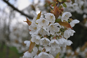 Die Kirsche ist ein verbreiteter Obstbaum in der Wetterau.