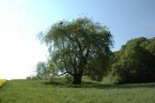 Der älteste Kirschbaum Deutschlands befindet sich in der Wetterau.