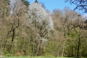Am Waldrand fällt ein blühender Wildkirschenbaum auf.