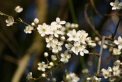 Blütenpracht der Mirabellenbäume am Niddaufer bei Dauernheim in der Wetterau.
