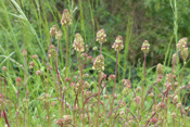 Der Kleine Wiesenknopf wird auch Pimpinelle genannt.