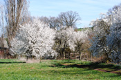 Schlehdornblüte am Stammheimer Mühlberg, mitten in der Wetterau.