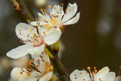 Schlehenblüten beeindrucken durch Schönheit und Fülle.