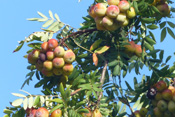 Als Zusatz bei der Apfelweinherstellung veredeln die herben Früchte des Speierling den 'Äppler' der Wetterau.