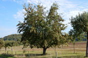 In der Wetterau sind 55 Speierling-Standorte ausgewiesene Naturdenkmale.