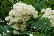 Vogelbeeren kommen in Lichtunngen, und Hecken der Wetterau vor.