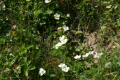 Walderdbeeren sind kleine, sehr aromatisch schmeckende Erdbeeren.