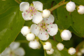 Die kleinen Blüten des Weißdornes riechen übel nach Mäuseurin.