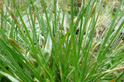 Blasensegge, Gerstensegge, Hain-Segge, Schlanksegge, Strand-Simse, Wald-Simse, Sauergrasgewächse der Wetterau