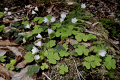 Bei geringem Lichteinfall ist der Wald-Sauerklee in der Lage, geschlossene Blüten auszutreiben und sich selbst zu bestäuben.