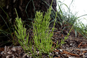 Acker-Schachtelhalm ist eine alte Heilpflanze in der Wetterau.
