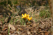 Auf Ruderalstellen wächst die Krokus-Pflanze als Gartenflüchtling.