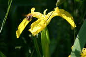 Eine Hummel im Anflug zur Blüte einer Sumpfschwertlilie.