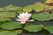 Die Weiße Seerose ist auf nährstoffreiche Standorte und auf bestimmte Wassertiefen stehender oder langsam fließender Gewässer angewiesen.