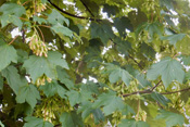 Berg-Ahorn wird auch Wald-Ahorn genannt. Der Name stammt von seiner Verwendung als wirtschaftlich genutzter Waldbaum.