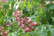Fleischrote Rosskastanien sind fruchtbare Hybriden.