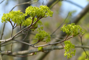 Schon im zeitigen Frühjahr tauchen Spitzahornblüten Parks und Alleen in helles grün.