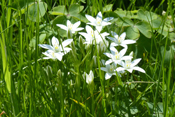 Doldige Milchsterne sind inzwischen weit verbreitet und gelten als heimische Wildpflanze.