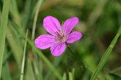 Der Sumpf-Storchschnabel in den Ufer- und Hochstaudenfluren an Gräben und Bächen.