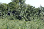 Flughafer wächst gerne in Getreidefeldern wo er als 'Unkraut' gilt.